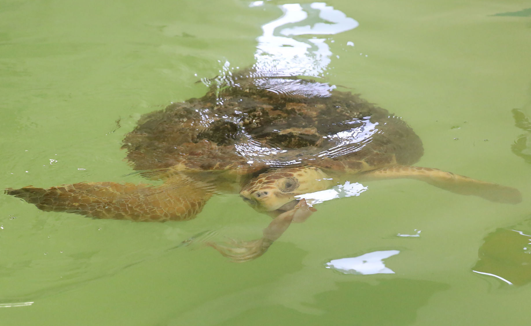 Loggerheads